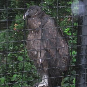 Andean Condor in Rain
