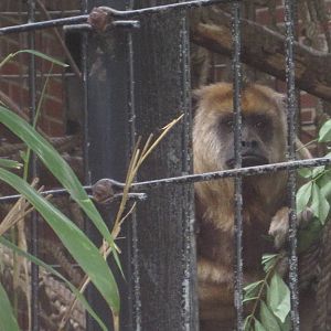 Howler Monkey Enrichment