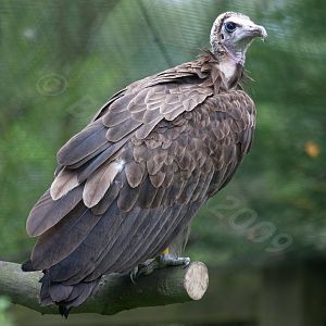 Hooded Vulture