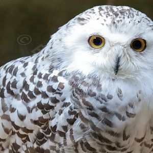 Snowy Owl