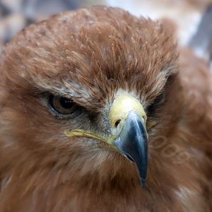 Tawny Eagle
