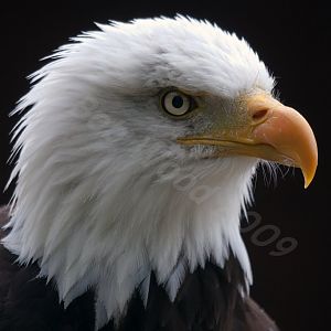 American Bald Eagle