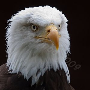 American Bald Eagle
