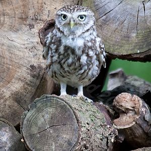 Little Owl