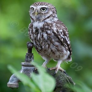 Little Owl