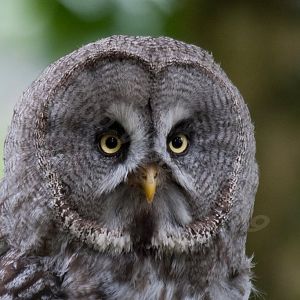 Great Grey Owl