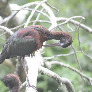 PUNA IBIS????