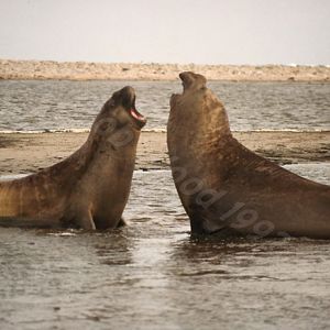 Southern Elephant Seal