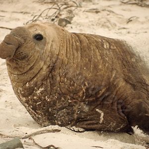 Southern Elephant Seal