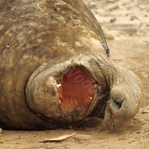 Southern Elephant Seal