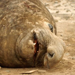 Southern Elephant Seal