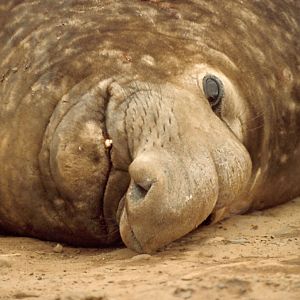 Southern Elephant Seal