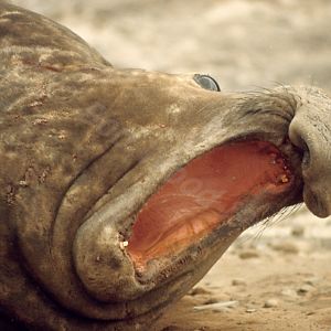 Southern Elephant Seal