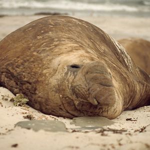 Southern Elephant Seal