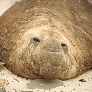 Southern Elephant Seal