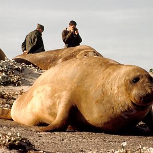 Southern Elephant Seal