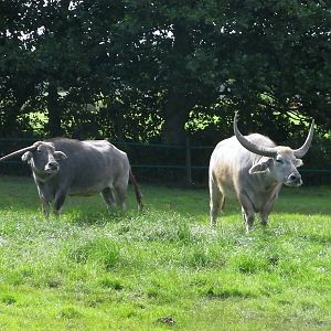 Domestic Buffalo - 24.07.2011
