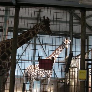 Giraffe House - 24.07.2011