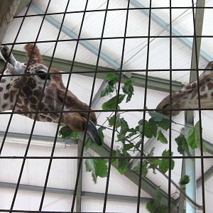 Giraffe House - 24.07.2011