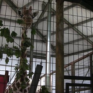 Giraffe House - 24.07.2011