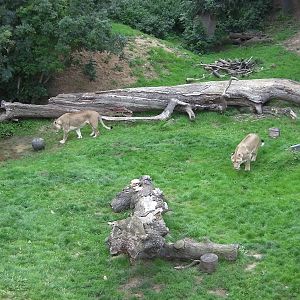 Kingdom of the Lion - 25.07.2011