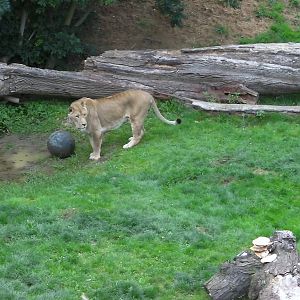 Kingdom of the Lion - 25.07.2011