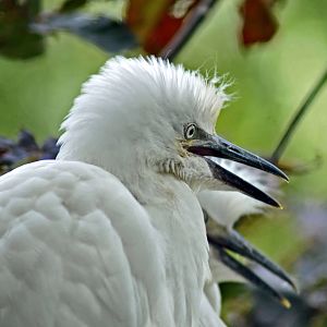 CATTLE EGRET CHICK