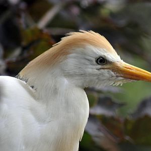 CATTLE EGRET ADULT