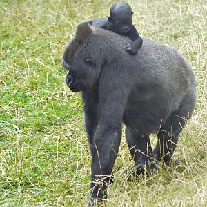 Western Lowland Gorilla