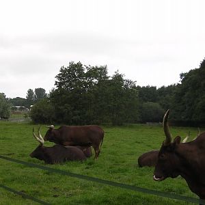 Ankole Cattle - 27.07.2011