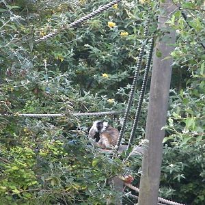 Lemur Islands - 27.07.2011