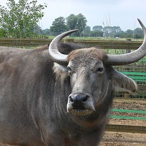 Domestic Buffalo - 27.07.2011