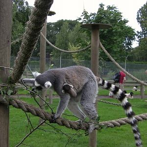 Ring Tailed Lemur and Baby - 27.07.2011