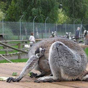 Ring Tailed Lemur and Baby - 27.07.2011