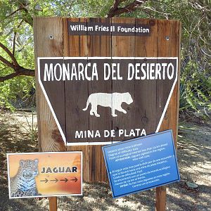 Monarch of the Desert - Jaguar Exhibit