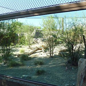 Monarch of the Desert - Jaguar Exhibit