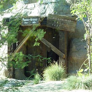 Monarch of the Desert - Jaguar Exhibit