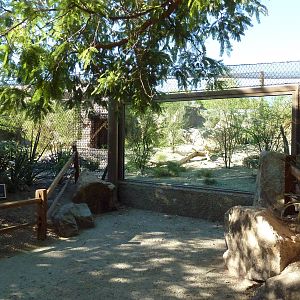 Monarch of the Desert - Jaguar Exhibit