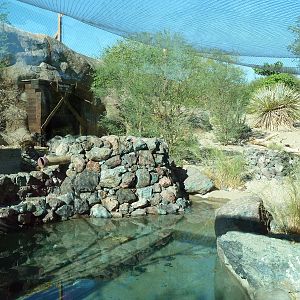 Monarch Of The Desert - Jaguar Exhibit