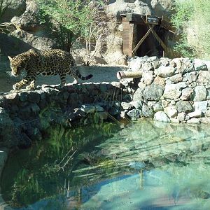 Monarch Of The Desert - Jaguar Exhibit