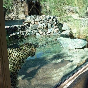Monarch Of The Desert - Jaguar Exhibit