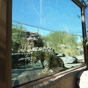 Monarch Of The Desert - Jaguar Exhibit