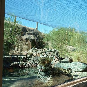 Monarch Of The Desert - Jaguar Exhibit