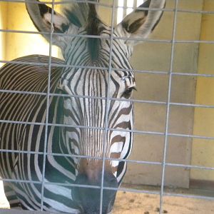 Fernando the Hartmann's Mountain Zebra at Blackpool Zoo 08/05/11