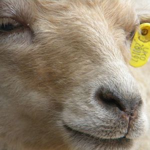 Ouessant Sheep at Blackpool Zoo 08/05/11