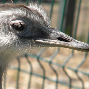 Greater Rhea at Blackpool Zoo 08/05/11