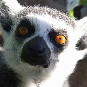 Ring tailed Lemur at Blackpool Zoo 05/08/11
