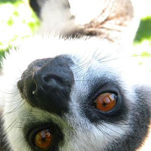 Ring tailed Lemur at Blackpool Zoo 05/08/11