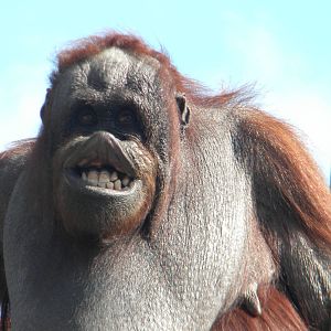 Victoria the Bornean Orangutan at Blackpool Zoo 05/08/11