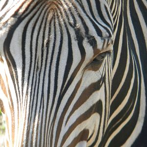 Bette the Hartmann's Mountain Zebra at Blackpool Zoo 05/08/11